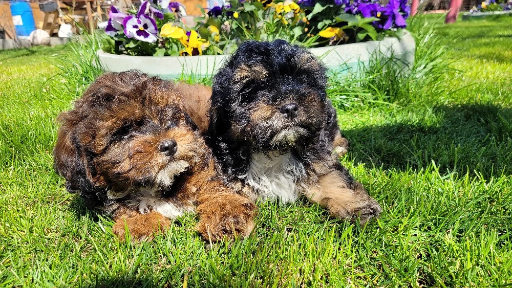 caniche pitic shihpoo 