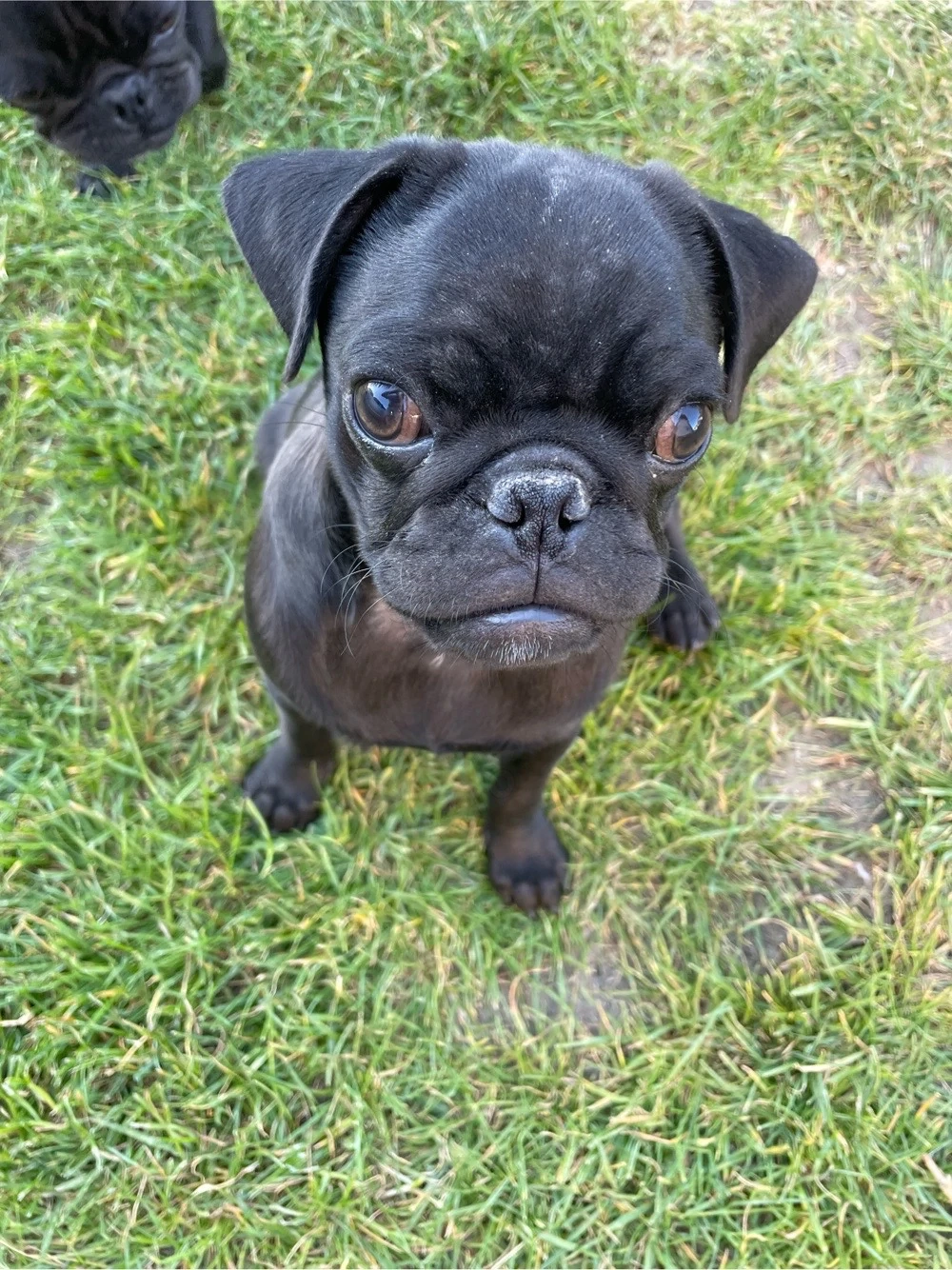 Vand catel rasa Mops Pug