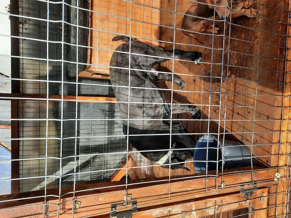De vazare cane corso 2 ani si techel 2ani impreuna 200ron