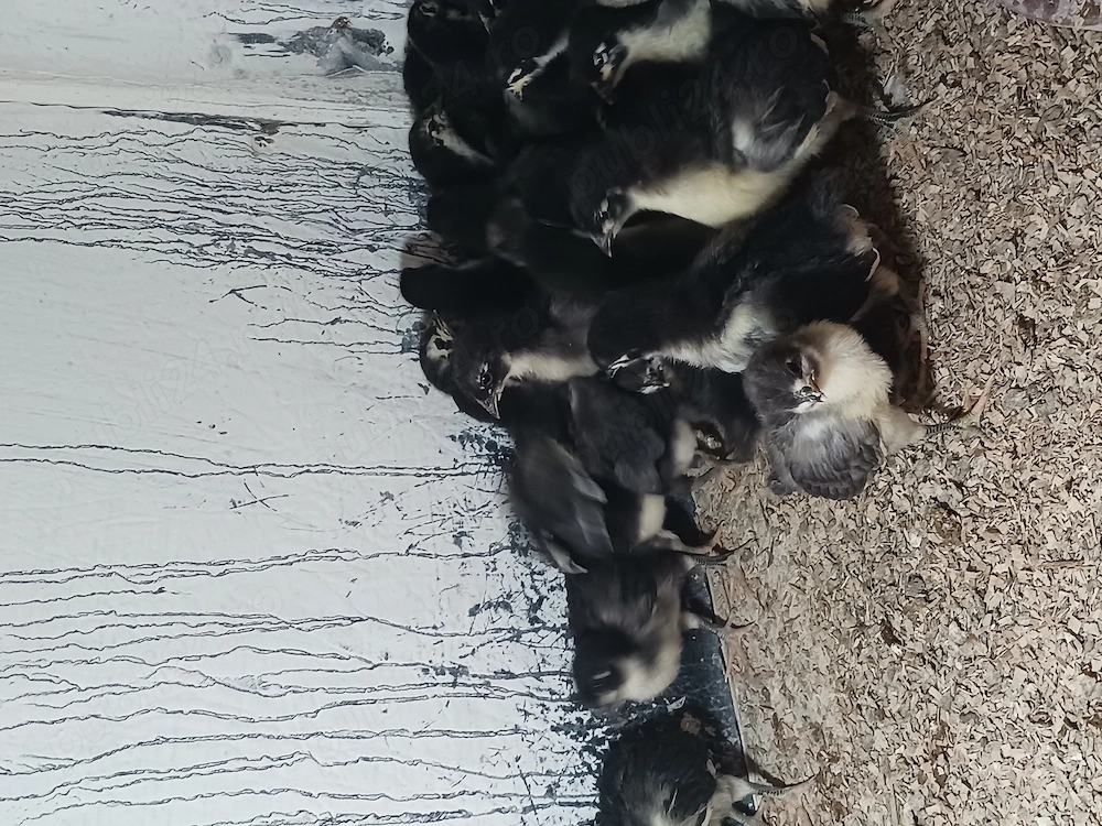 Pui australorp 15 zile