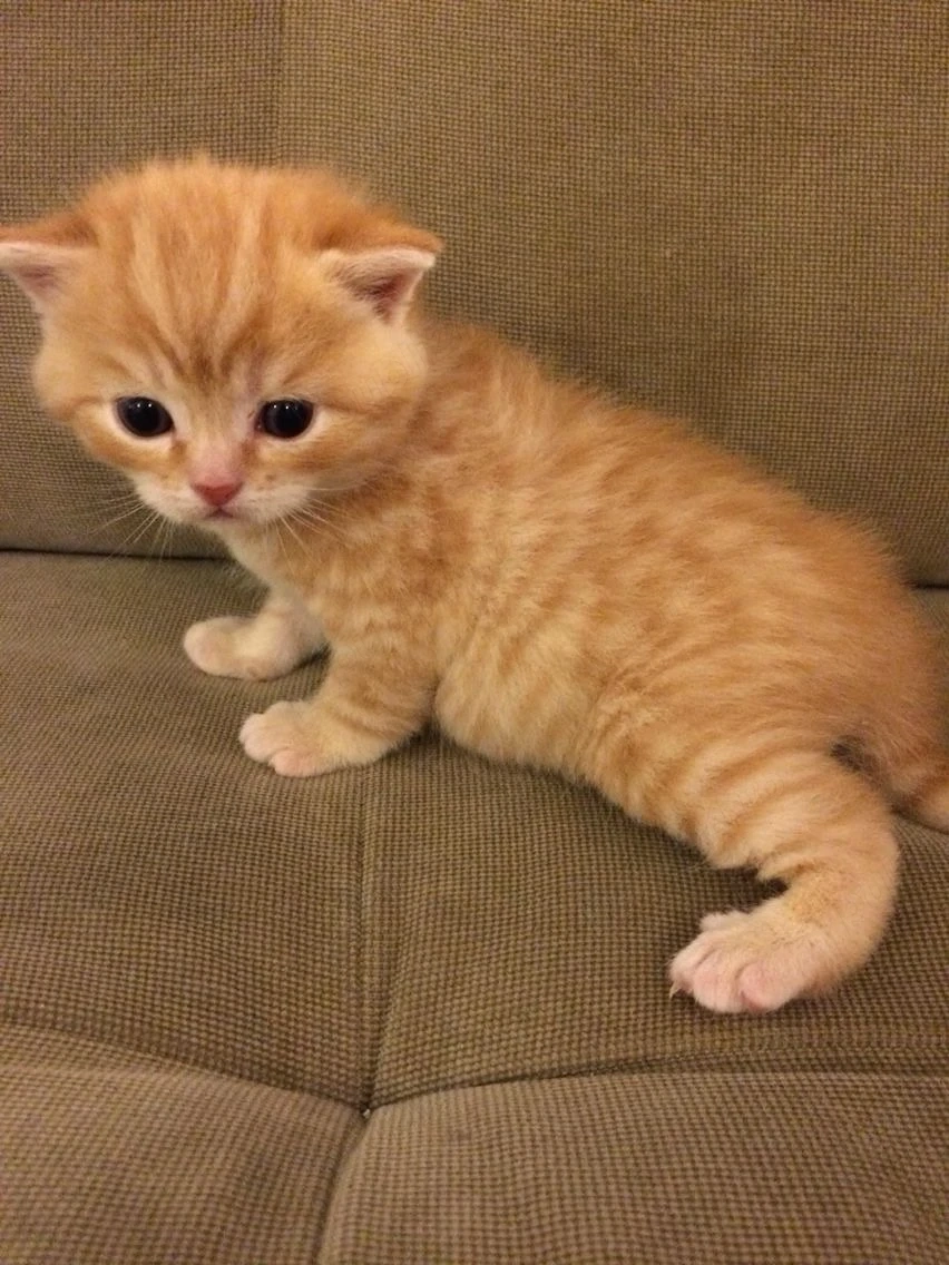 British shorthair orange 
