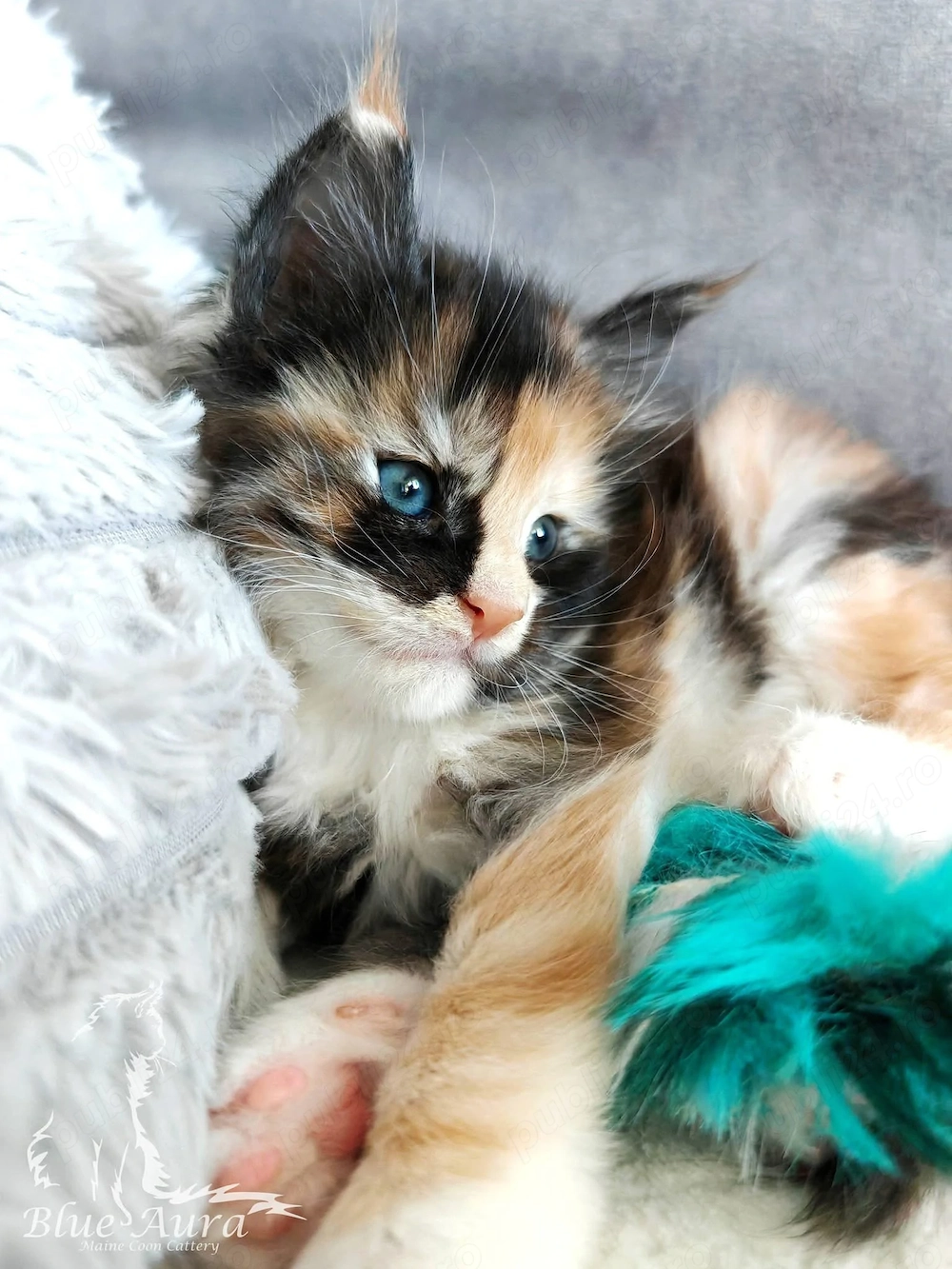 Puiuț Calico 