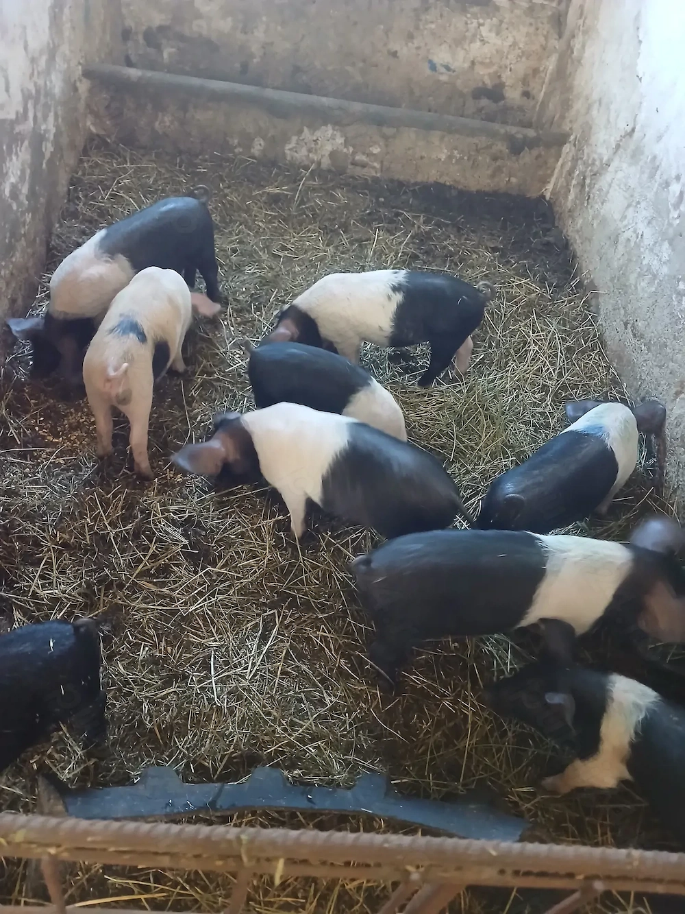 Purcei bazna si de carne  de vanzare!