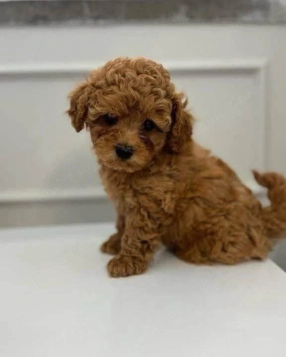 poodle pudel poodel 