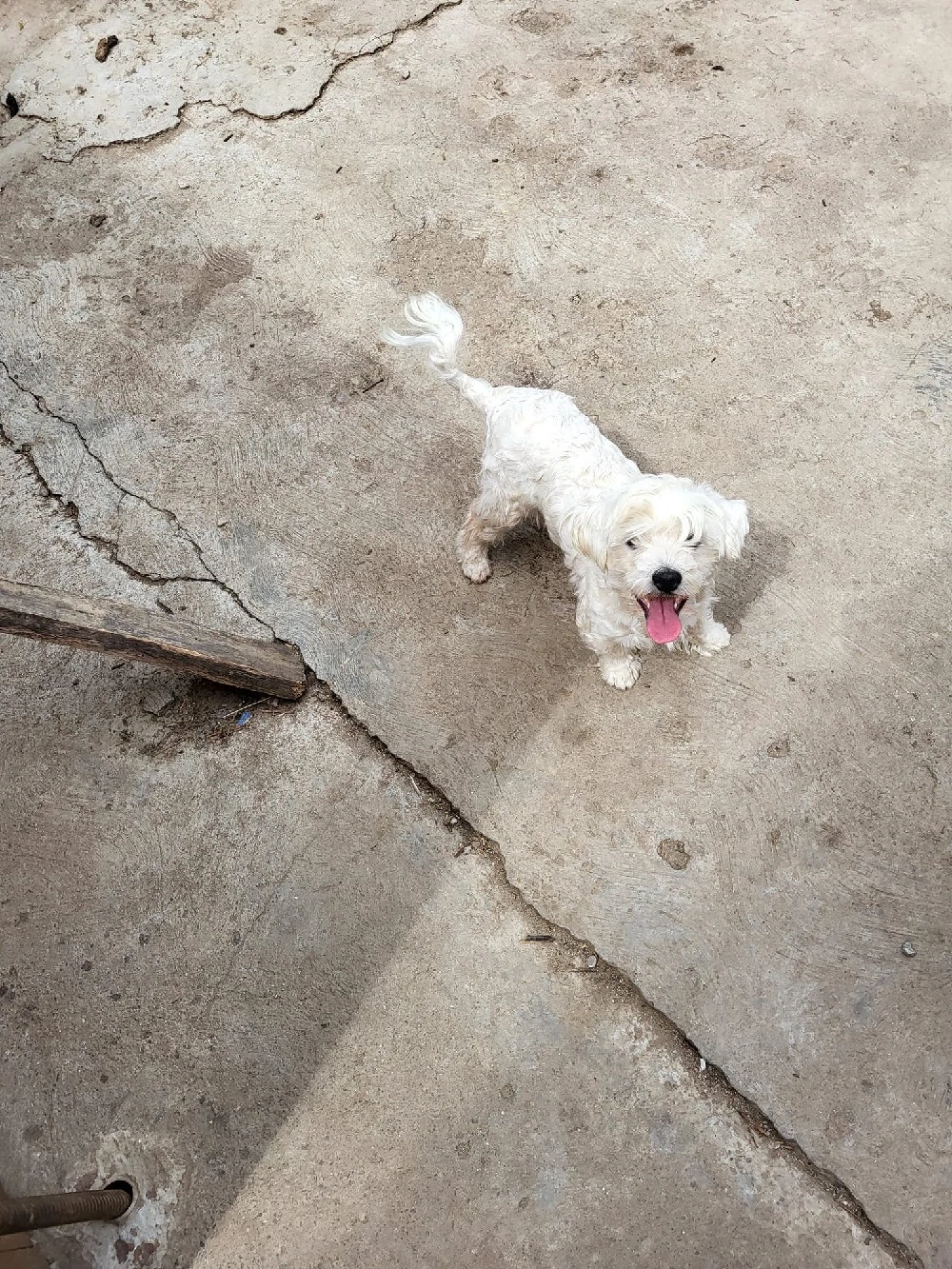  catelusa bichon