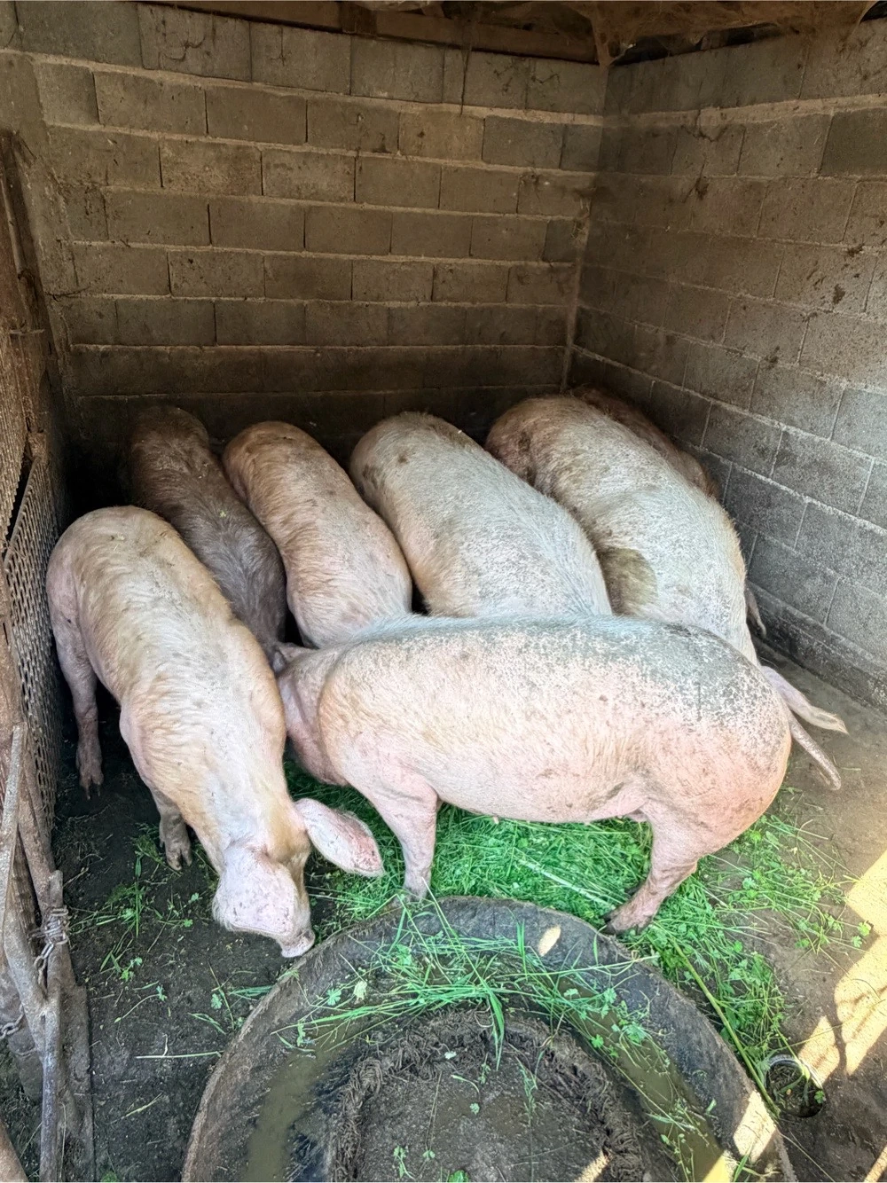 Vand porci crescuti bio