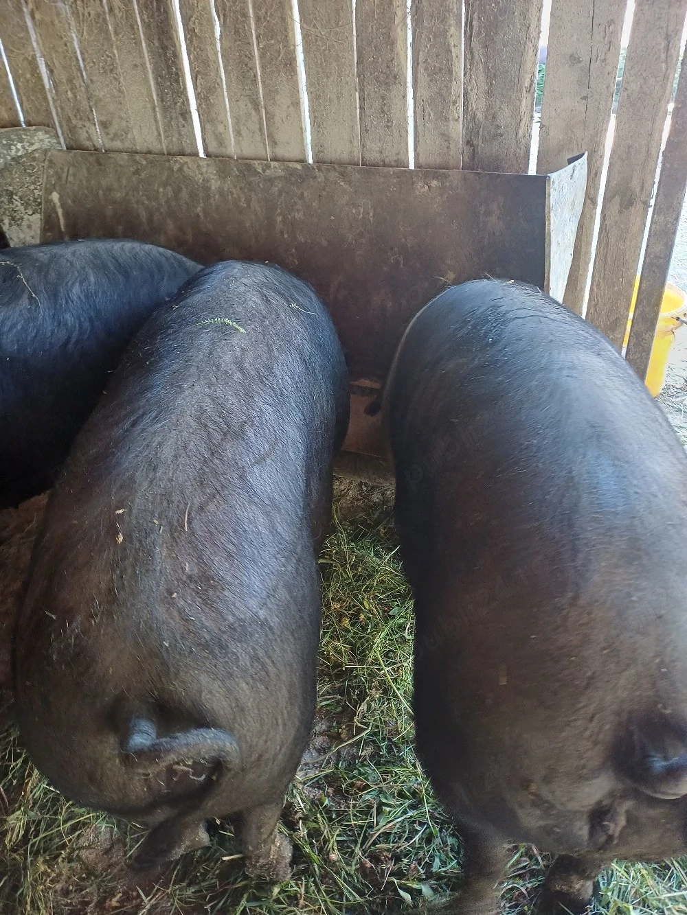 porci de vinzare