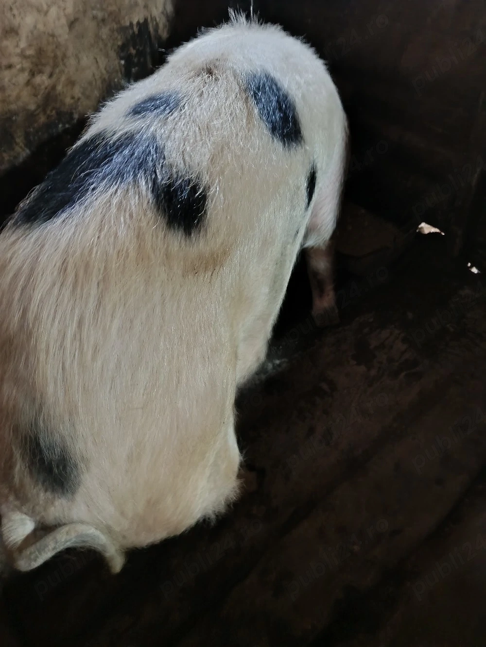porc de vînzare 