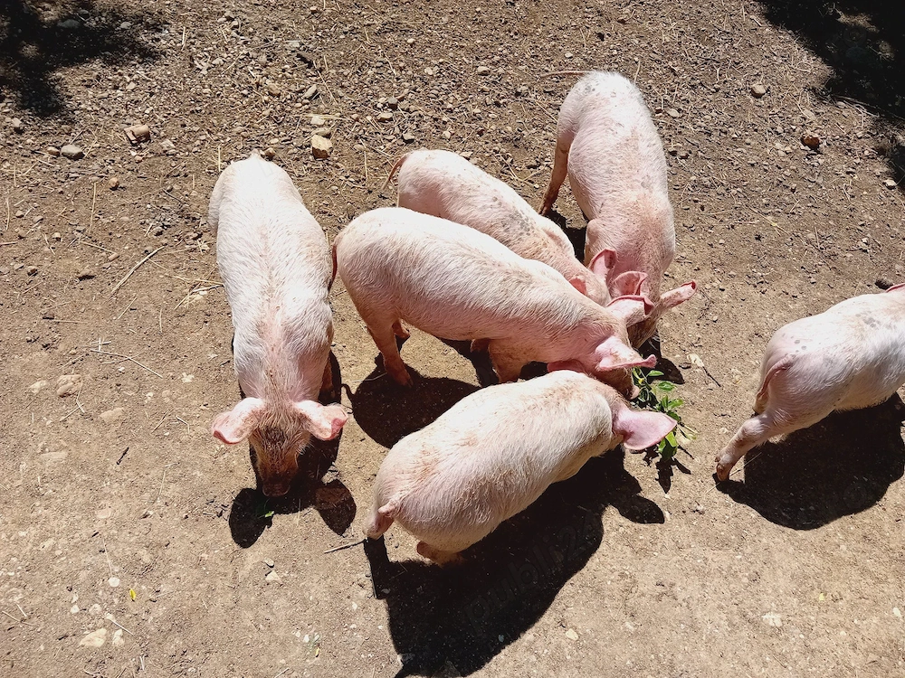 Vând purcei landrace