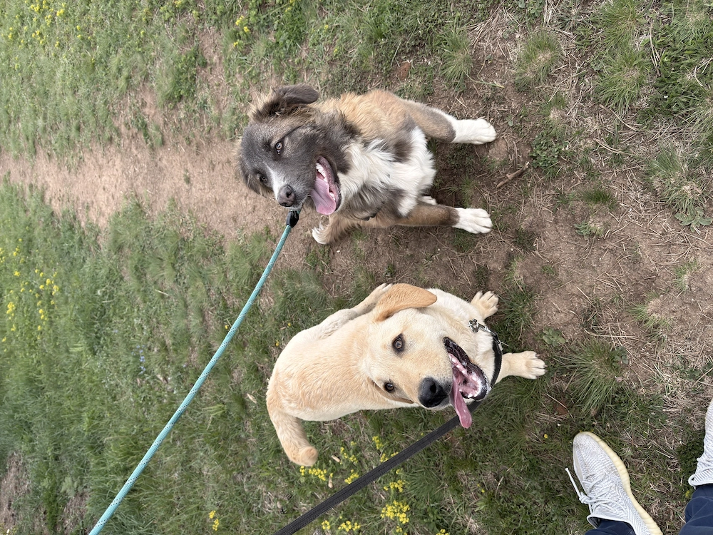2 pui de câine pentru adopție- metis labrador și metis ciobănesc 