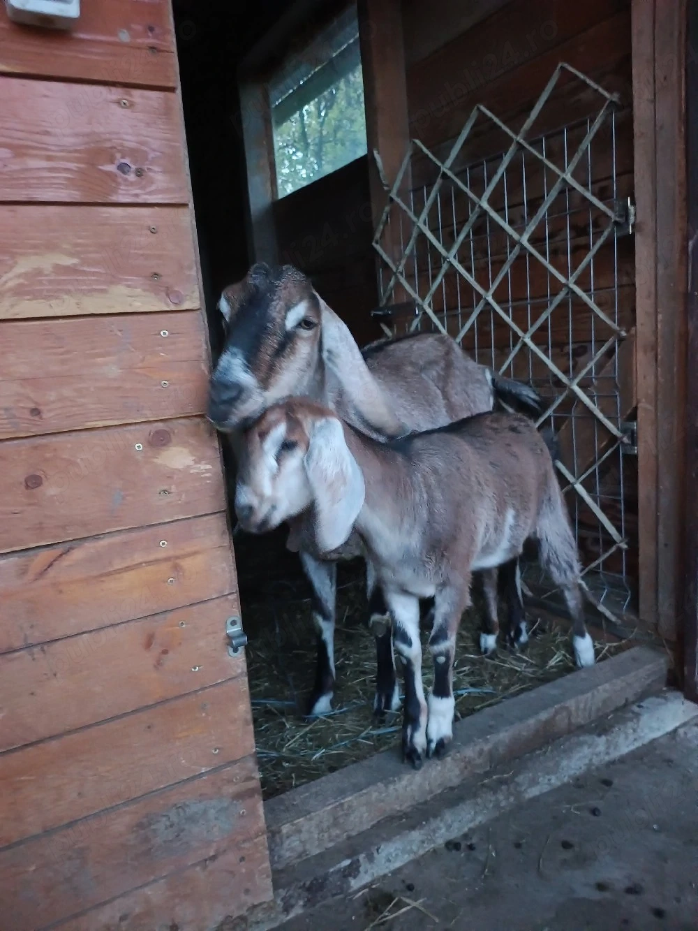 capra anglo nubiana 