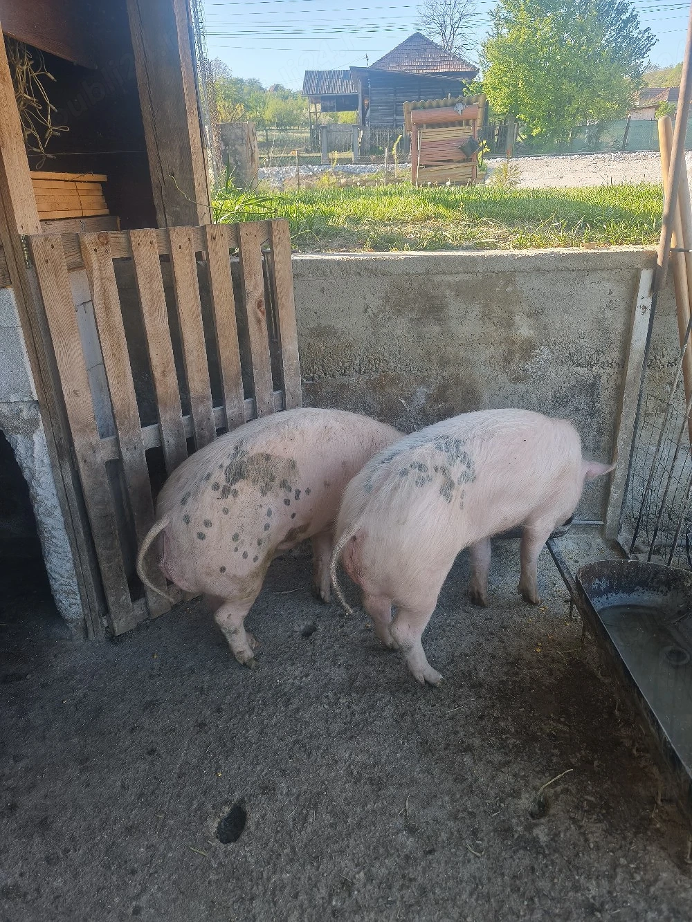porci de vanzare