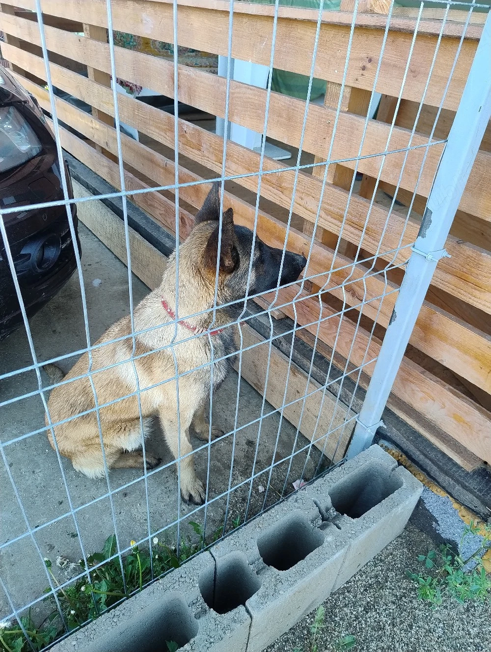 Belgian malinois femelă 