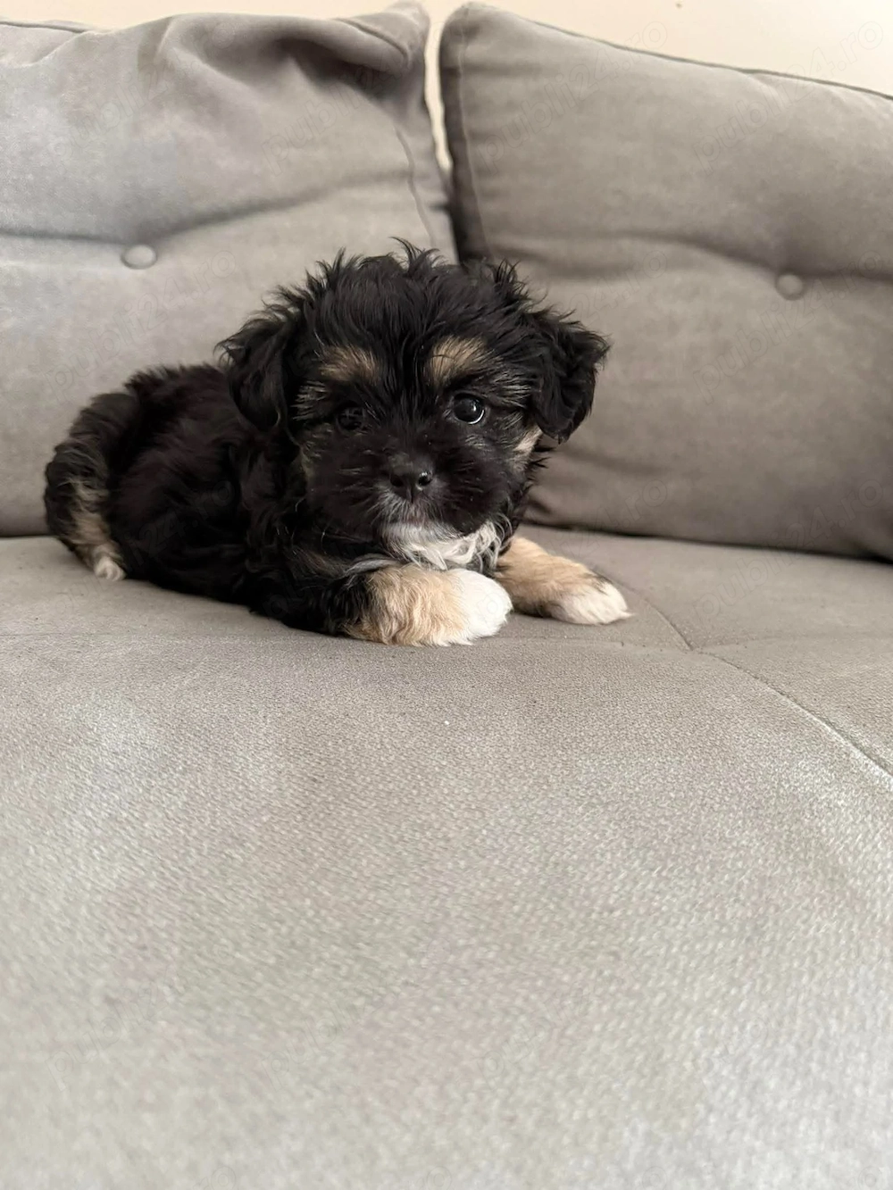 Catelusa shih tzu