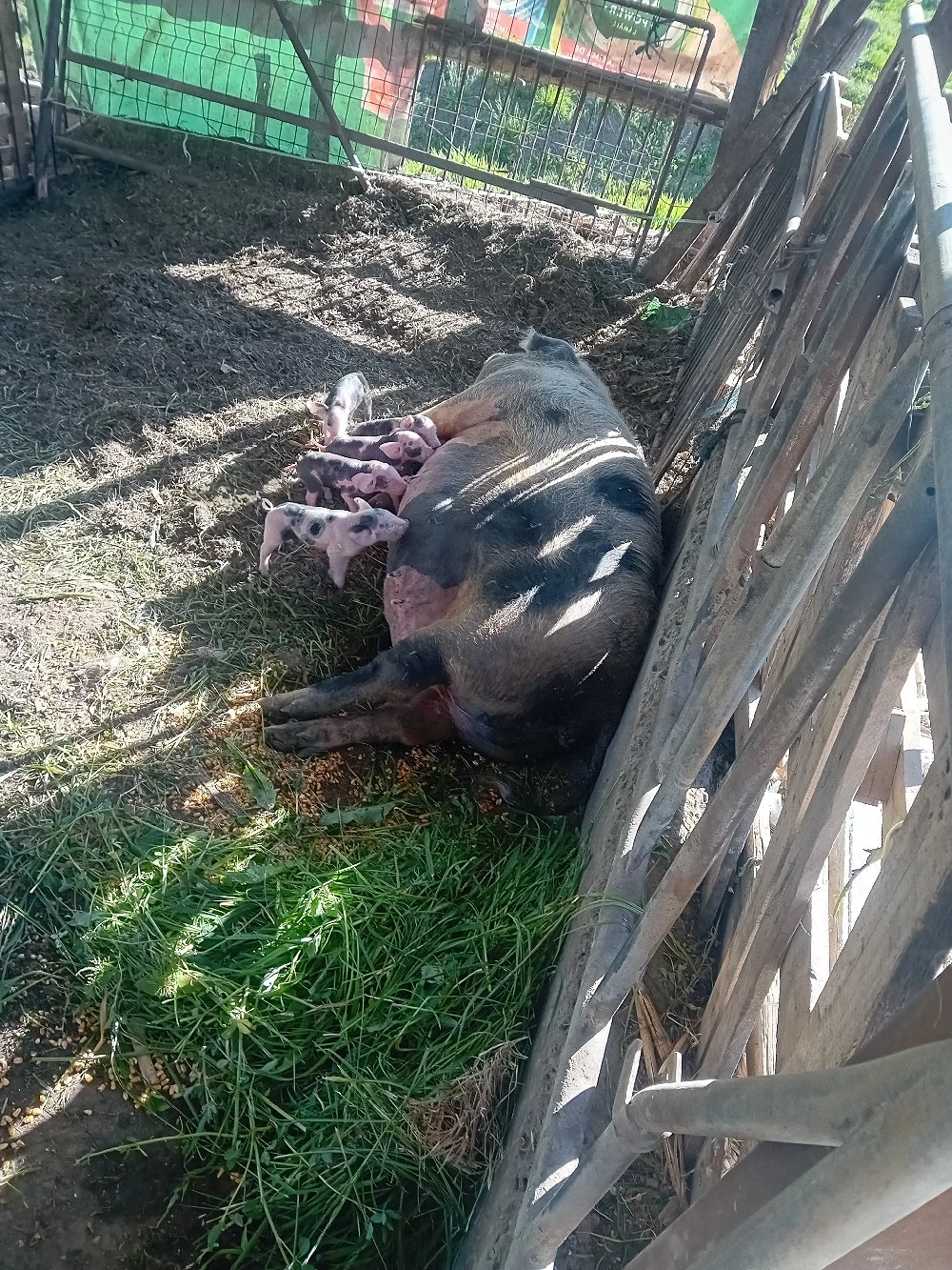 Scroafa petrean cu purcei de 3 zile