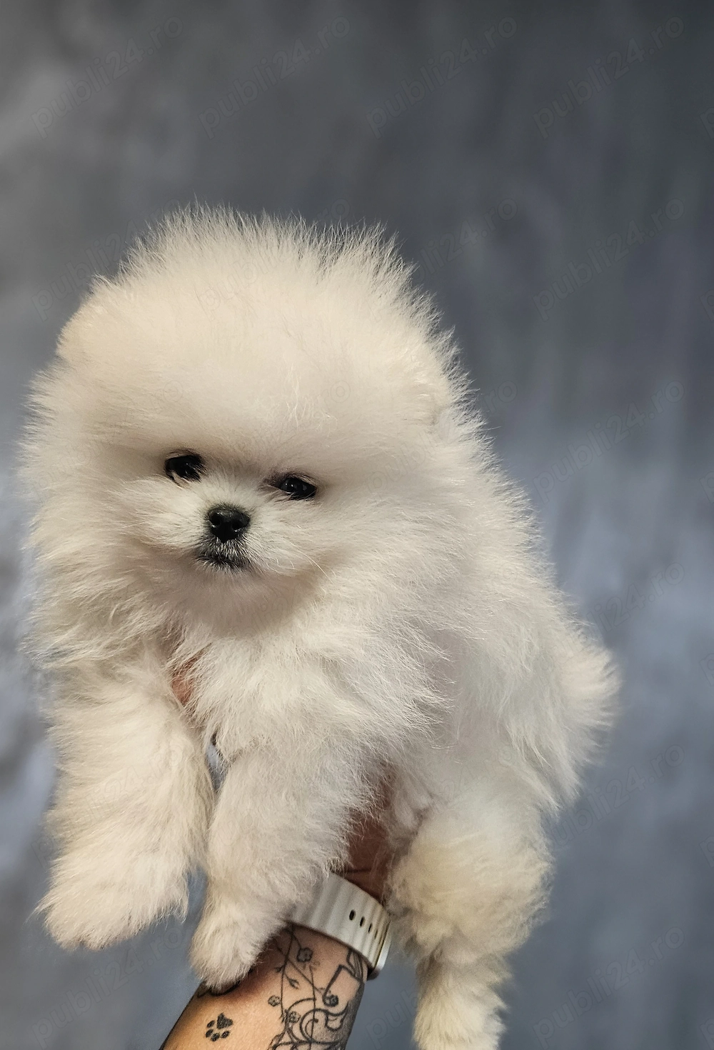 Baietel pomeranian superb!