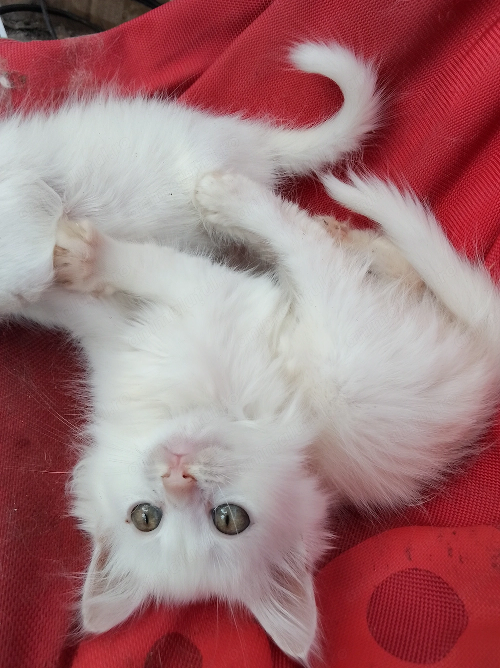 Pui de angora turcească