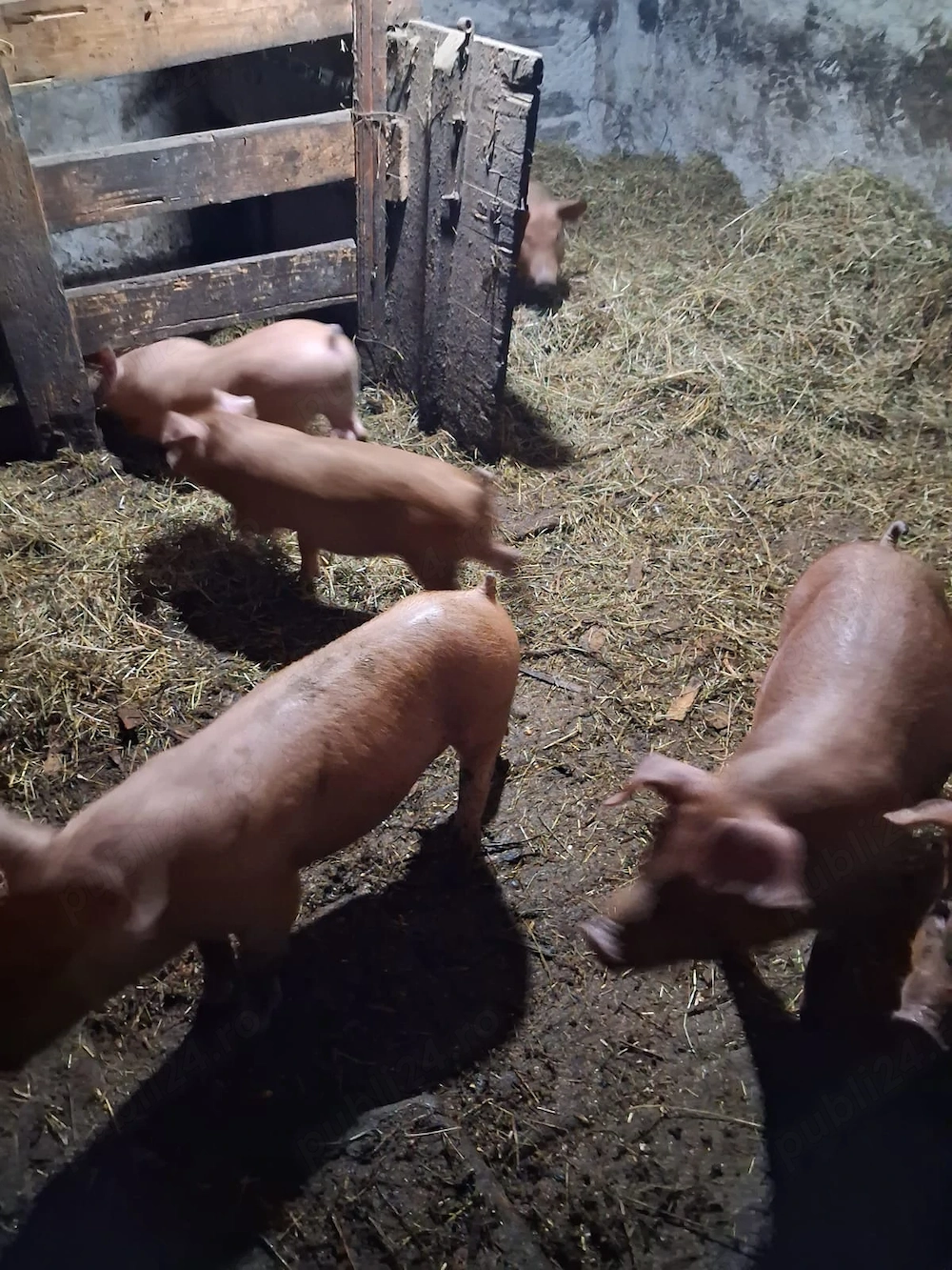 Animale de vânzare 