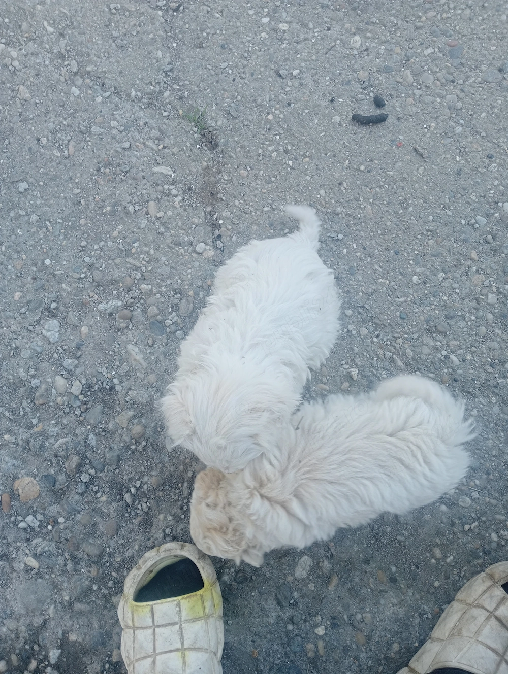 Doi pui bichon 