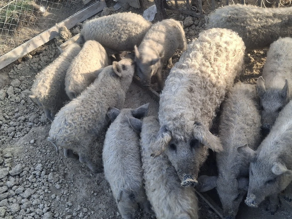 porci pentru sacrificare la 14 lei kg