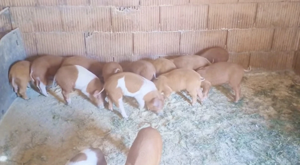 Purcei de vânzare!