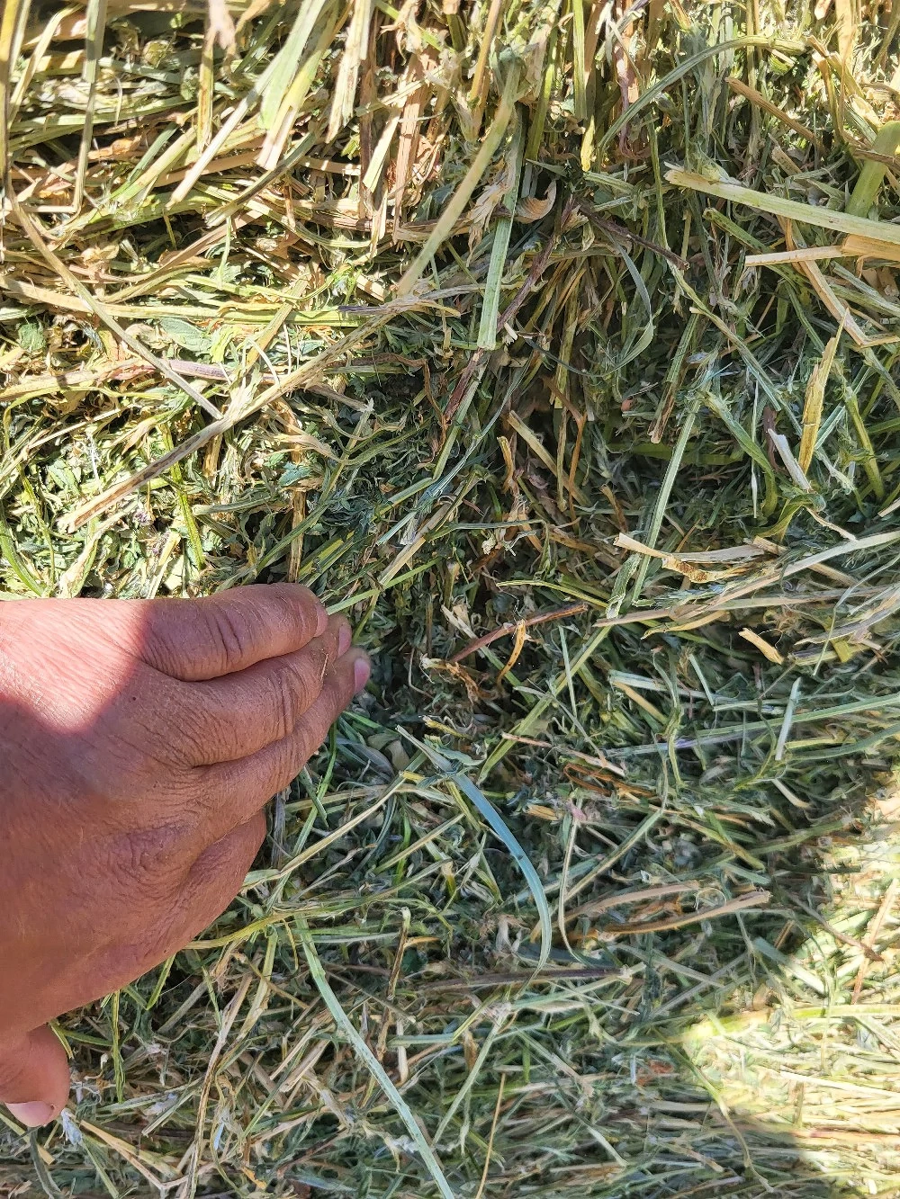 Baloti lucerna