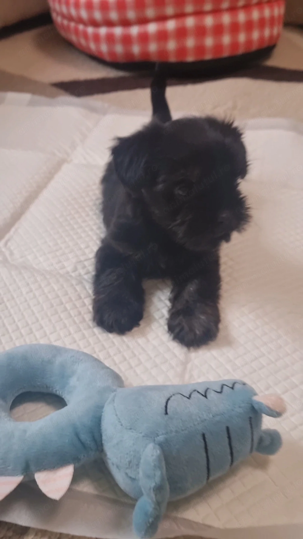 Cookie își caută familia perfectă Yorkshire Terrier Mini Toy 2 luni