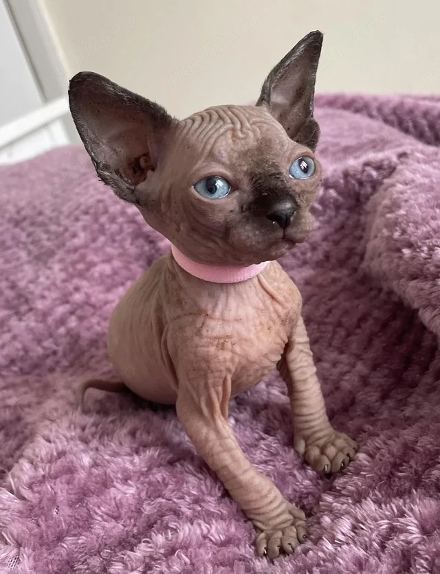 Pisicuțe Sphynx disponibile