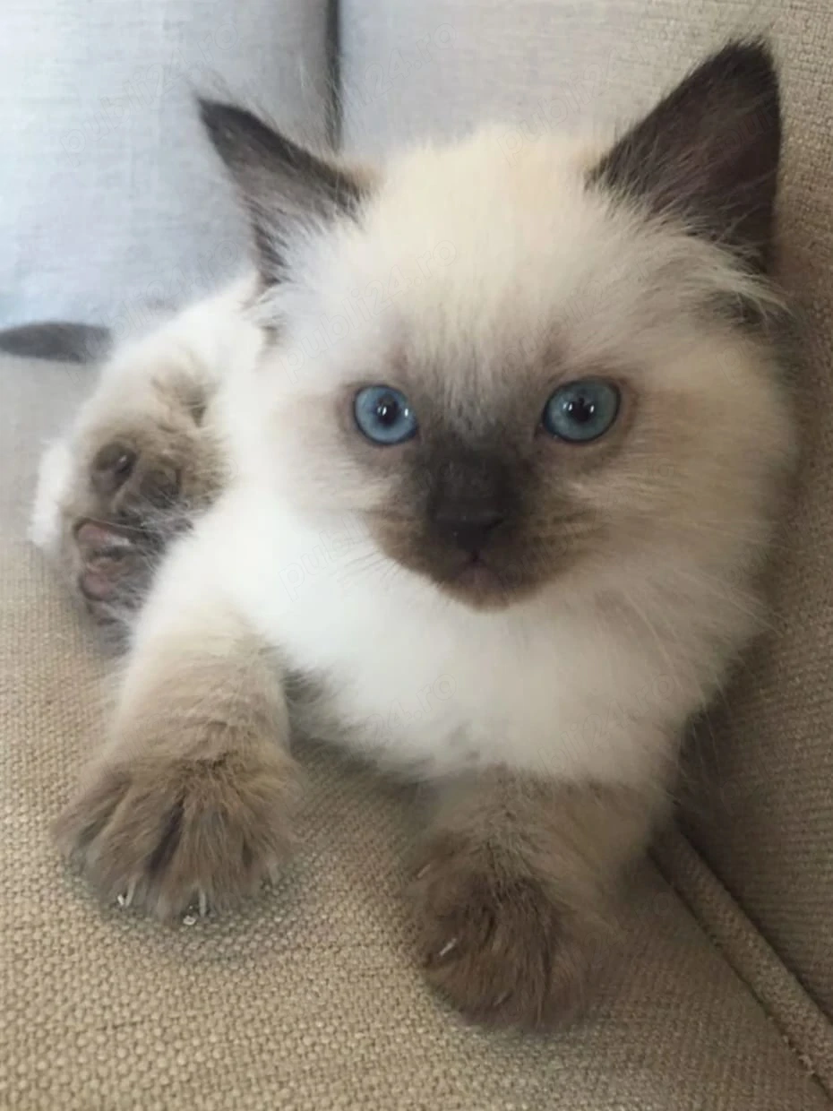 Ragdoll fetita si baietel 