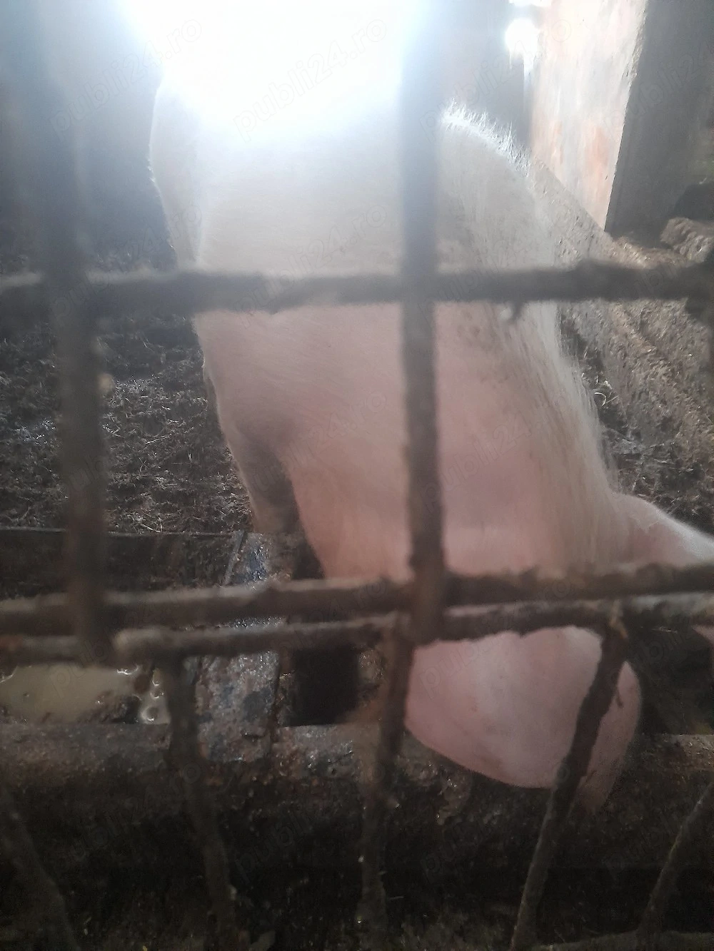 purcea cauta casa