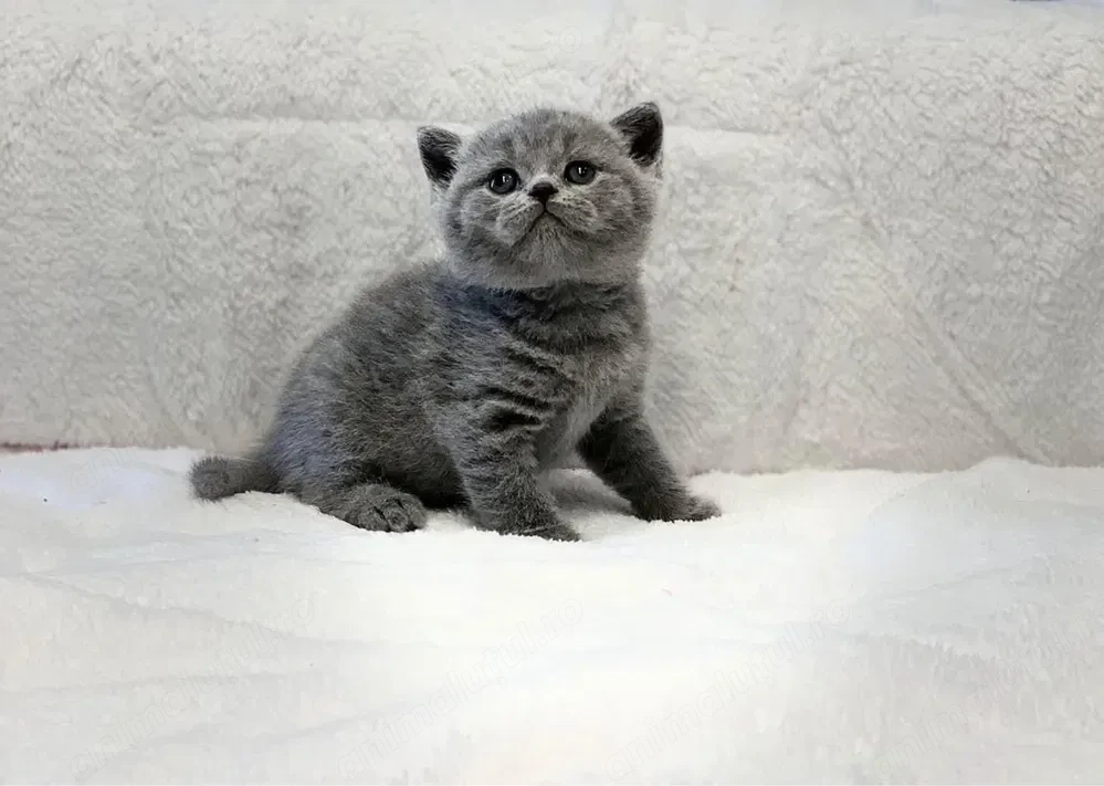 British shorthair fetita