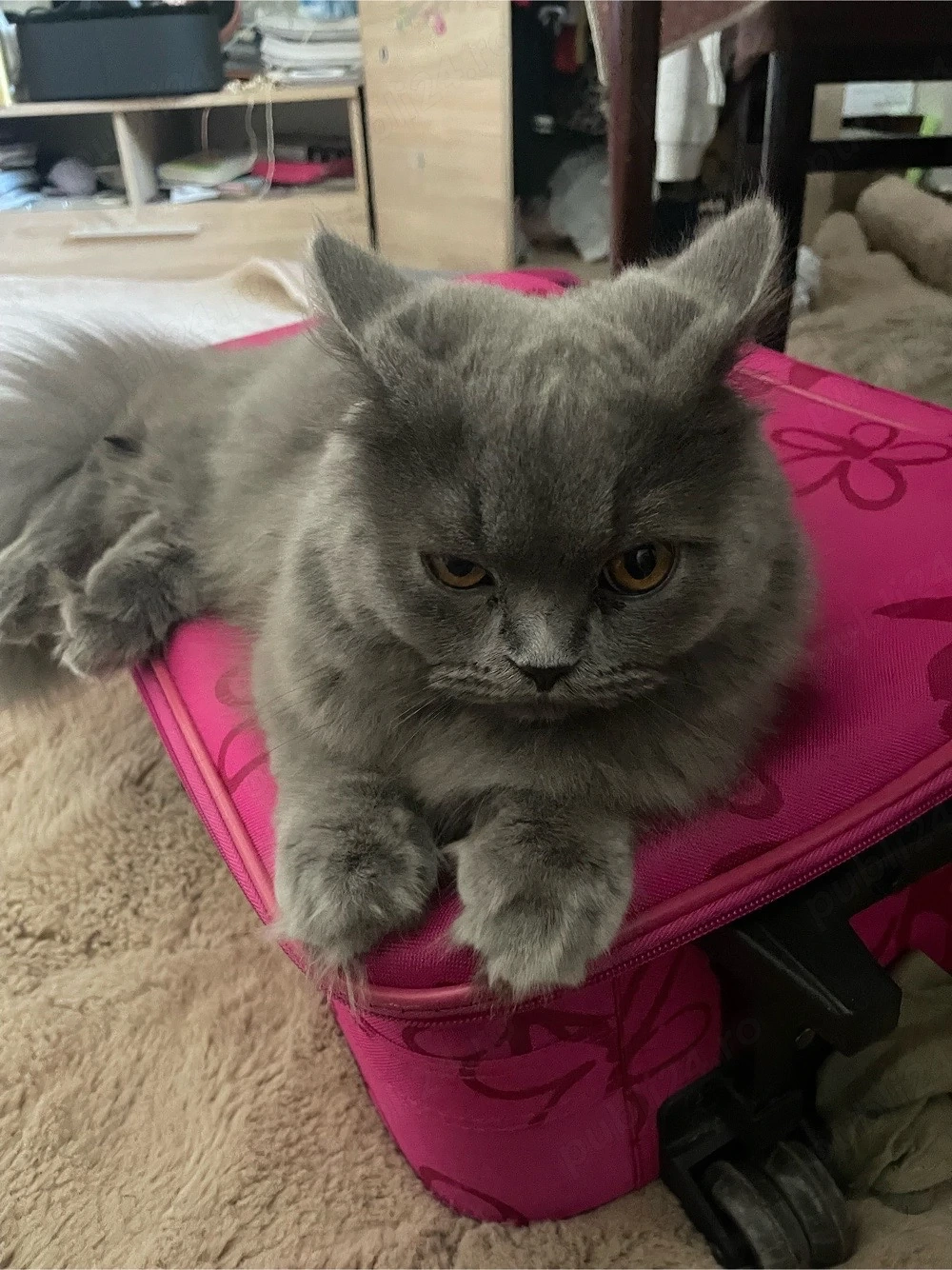 British Longhair Blue pentru m o n t ă
