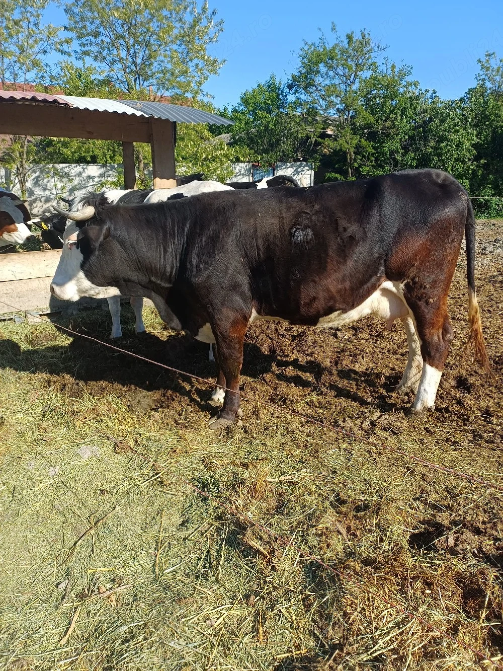 vaca de vânzare 