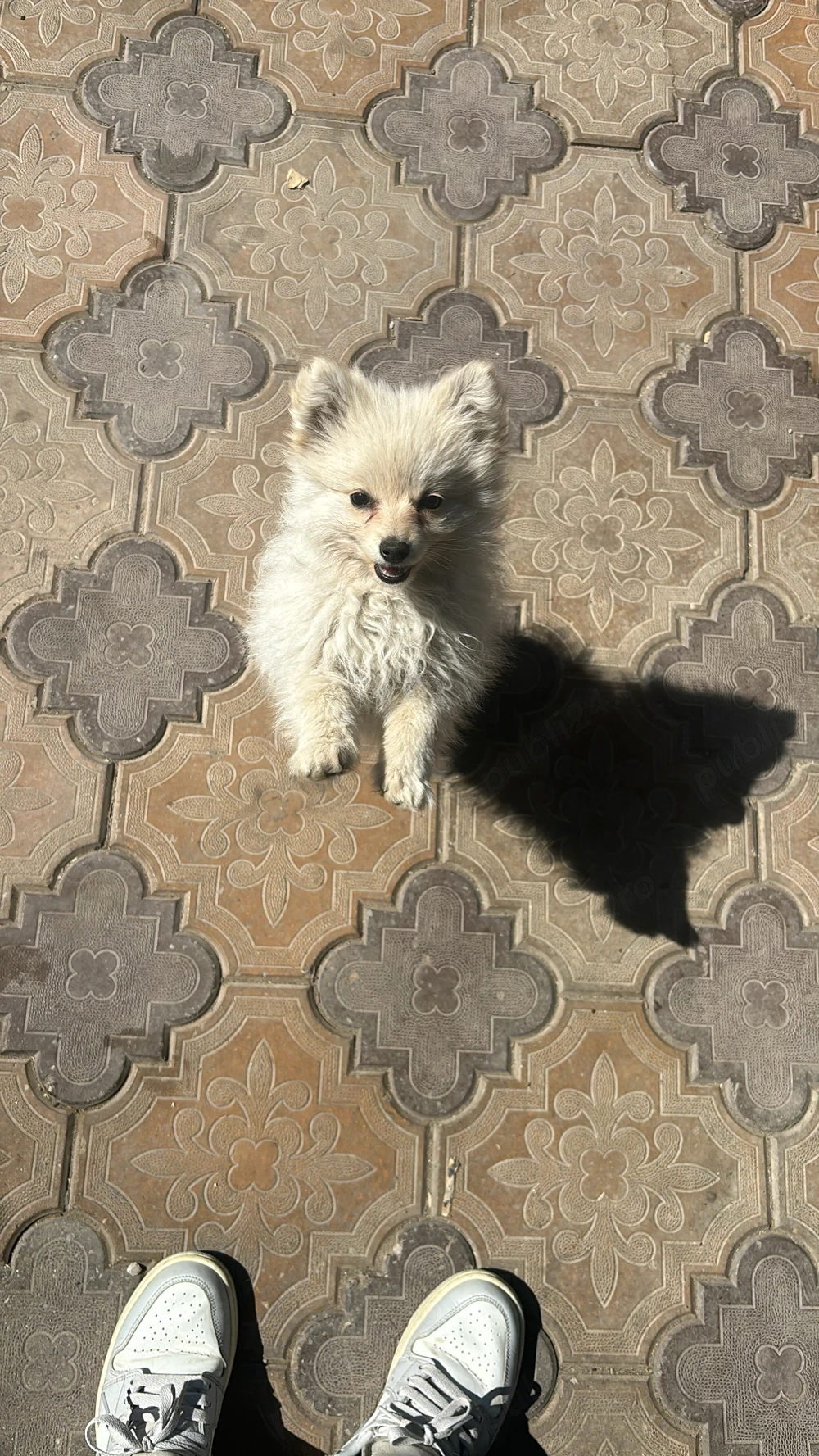 Pomeranian fetita 