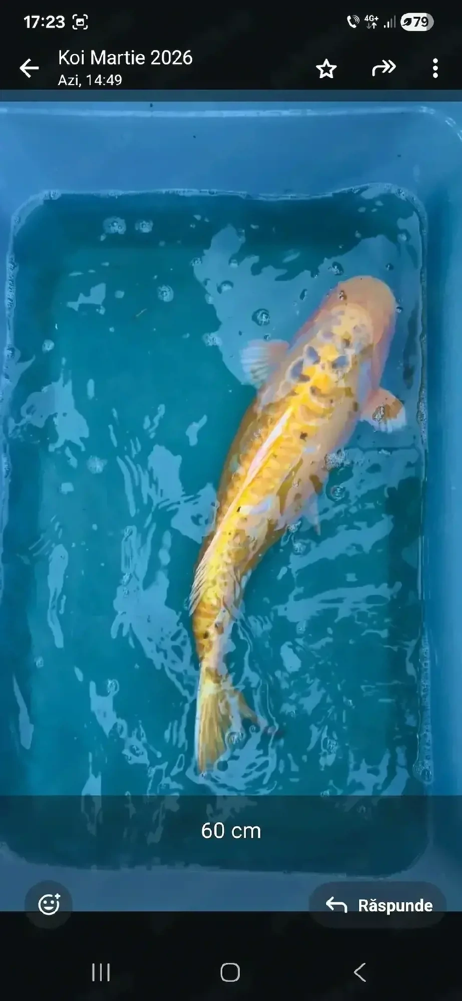 crapi koi maturi