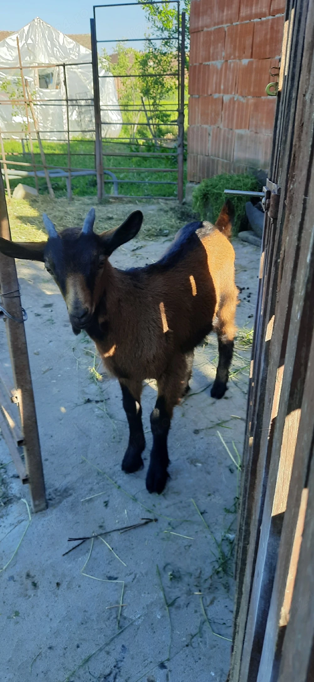 Iedut alpin francez 300 lei