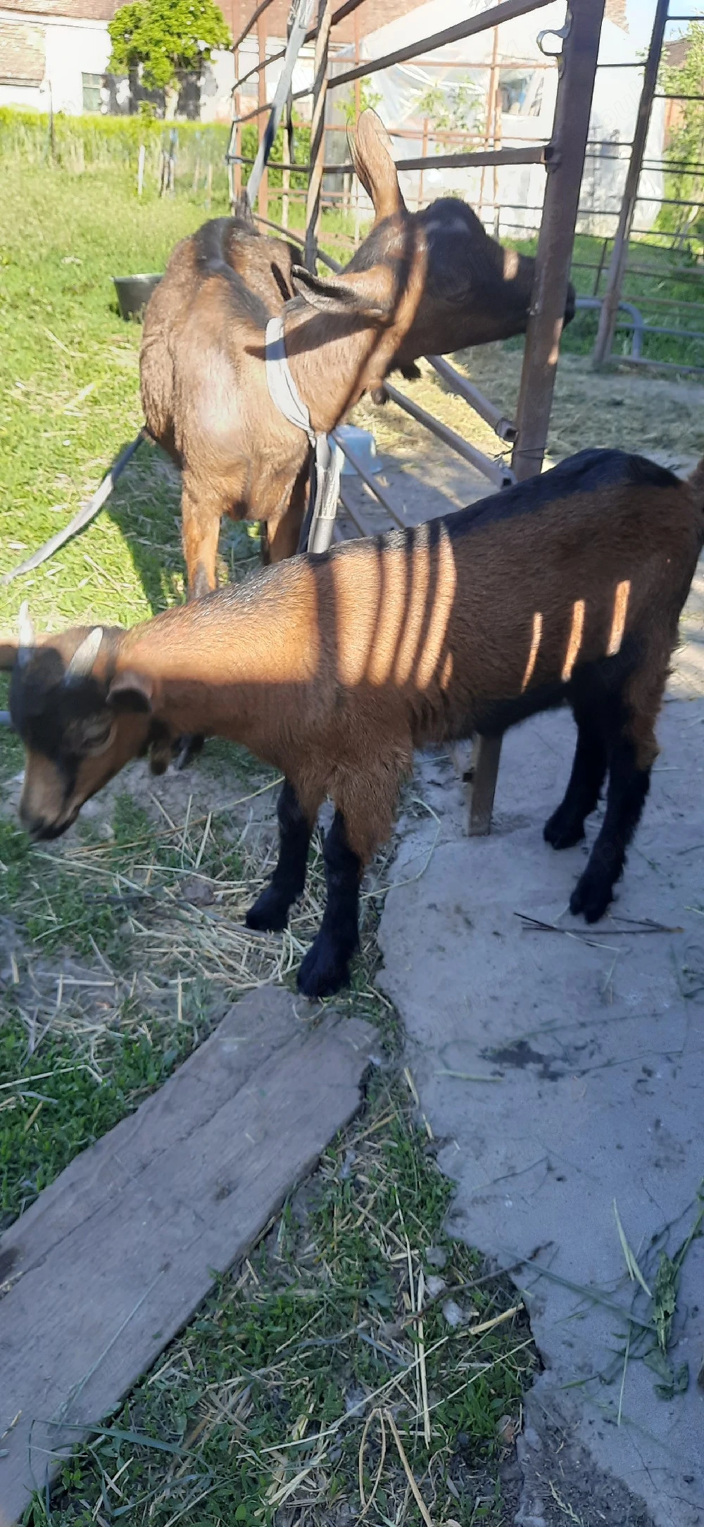 iedut alpin francez 300 lei