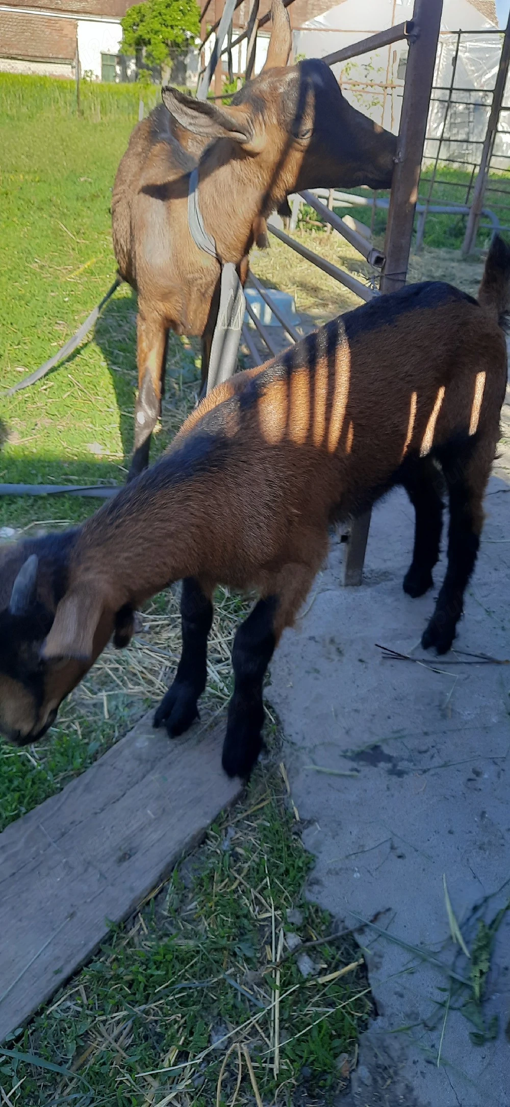 iedut alpin francez 280 lei