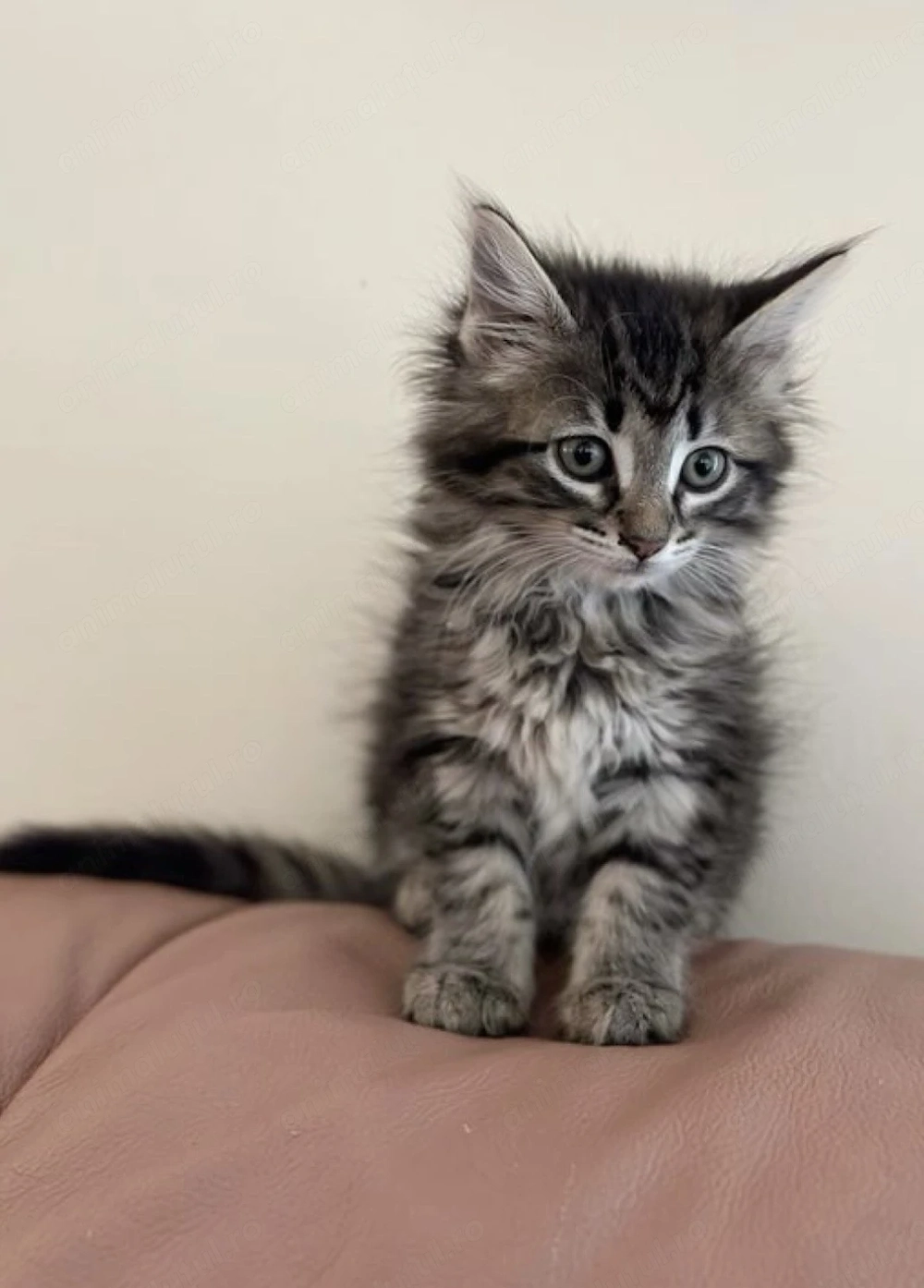 Maine coon fetita 