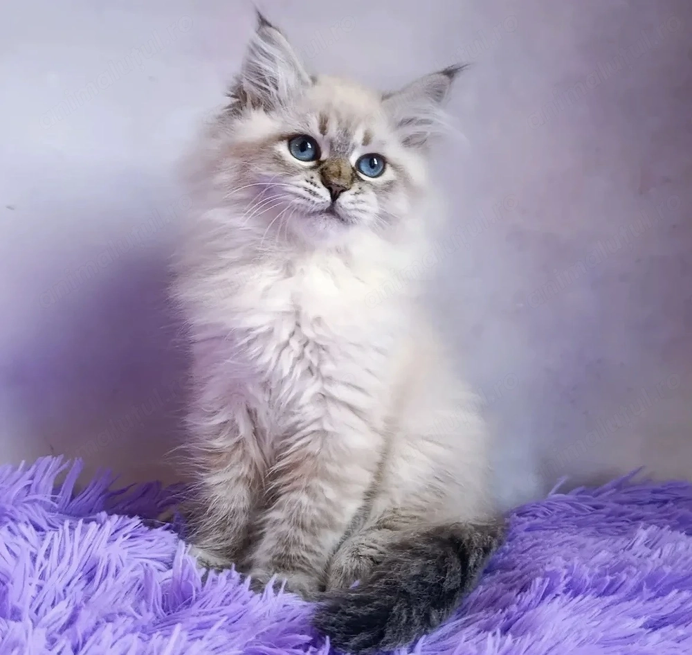 Ragdoll fetita superba 