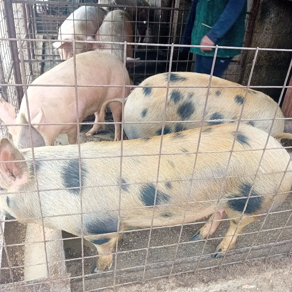 Vand porci