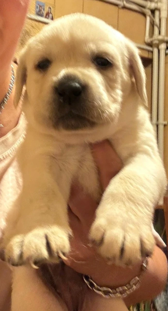 pui labrador auriu 