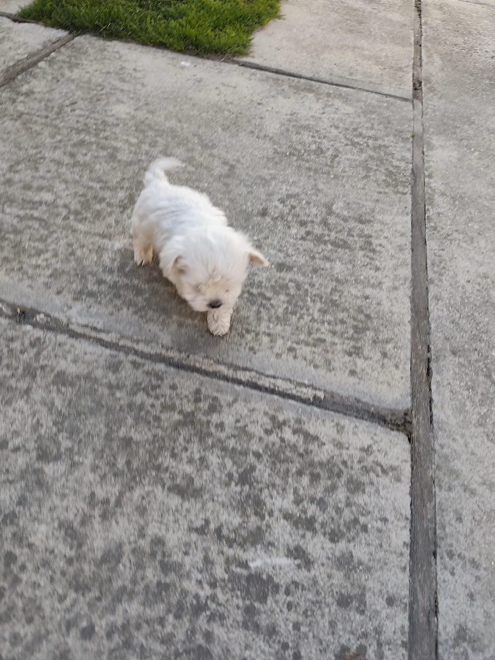 Bichon Maltes 