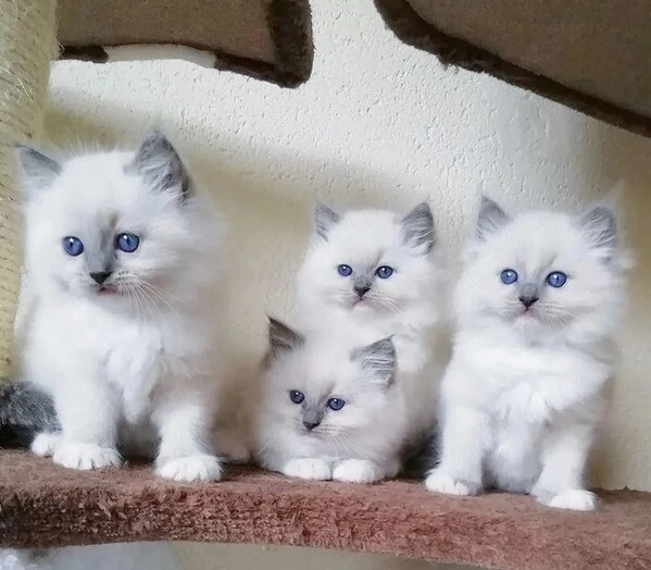 Pisicuțe Ragdoll disponibile
