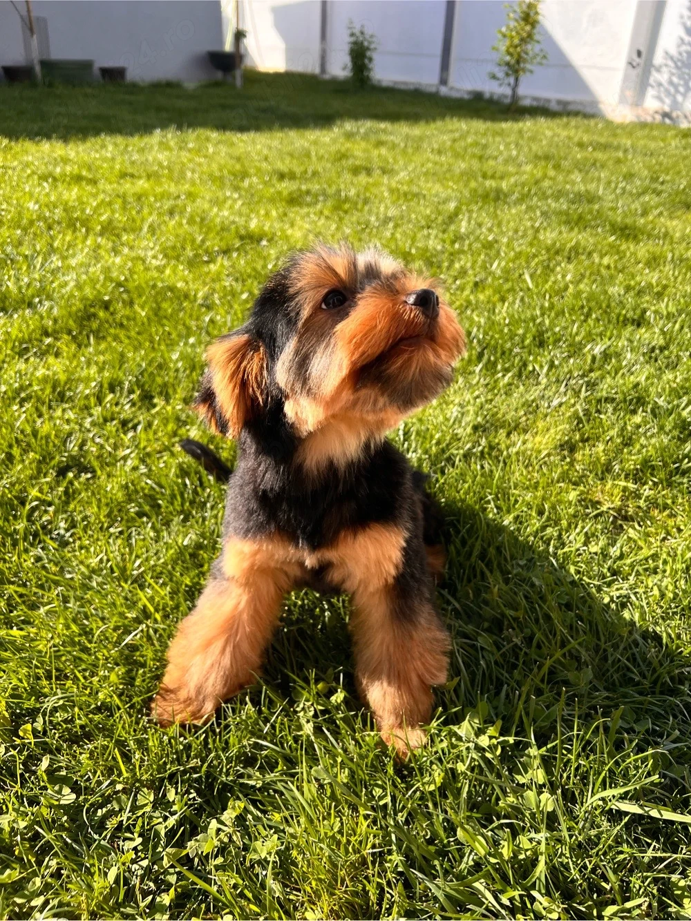 yorkshire terrier
