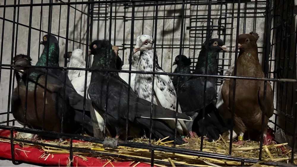 Zburatori Americani