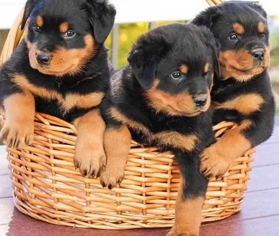 Pui Rottweiler Rottweiler  Pui Rottweiler Rottweiler