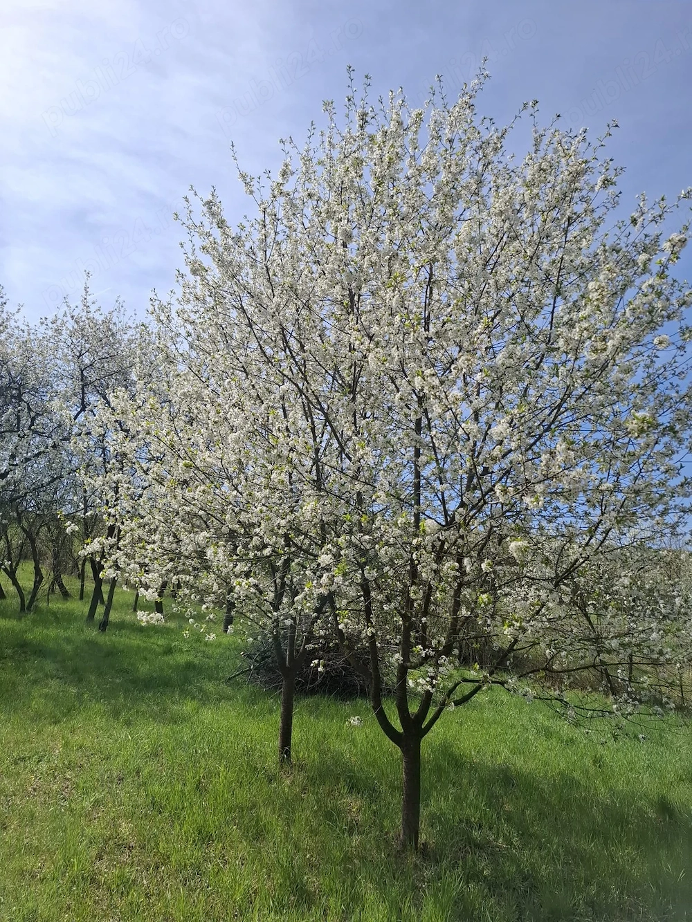 Casă la țară cu livadă - liniște, natură și amintiri din copilărie   Dăbâca