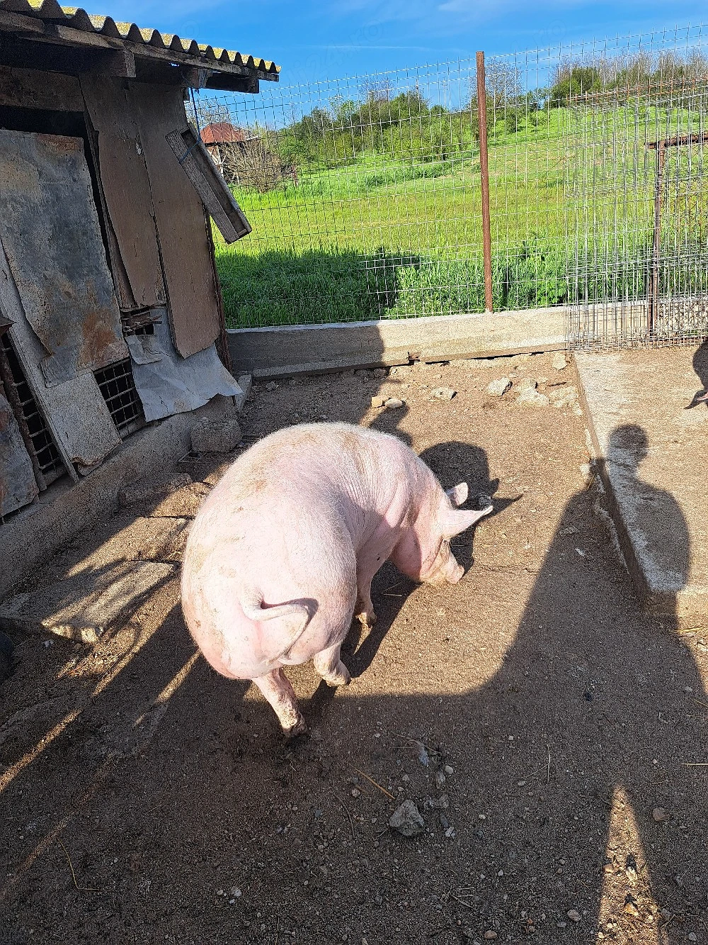 vand porci crescuti naturati 
