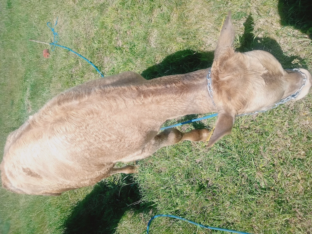 Vând vițel de 7 luni 